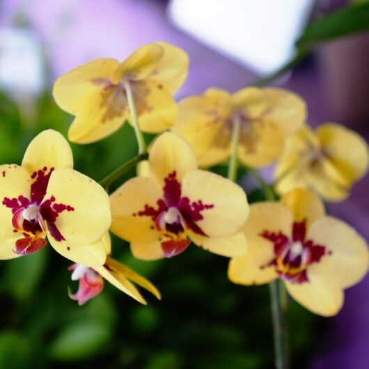 Exposição de Orquídeas será de 6 a 8 de outubro em Caraguatatuba