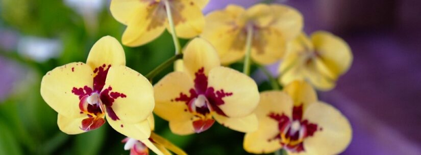 Exposição de Orquídeas será de 6 a 8 de outubro em Caraguatatuba