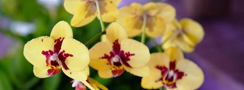 43ª Exposição de Orquídeas terá venda de exemplares a partir de R$ 15