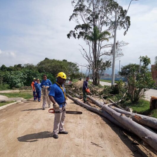 Prefeitura de Caraguatatuba faz corte preventivo de árvores no Golfinhos