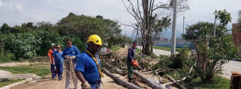 Prefeitura de Caraguatatuba faz corte preventivo de árvores no Golfinhos