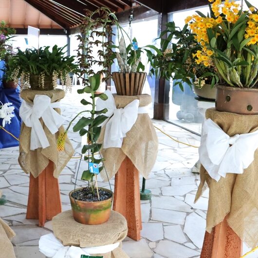 43ª Exposição de Orquídeas segue até domingo e conta com 150 exemplares