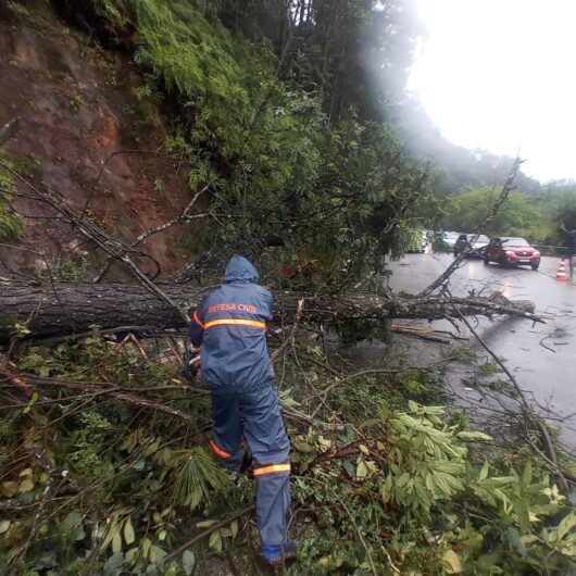 Serra do Jetuba já têm tráfego normalizado após queda de árvore