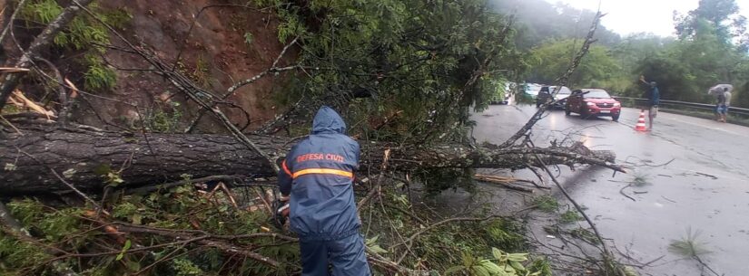 Serra do Jetuba já têm tráfego normalizado após queda de árvore