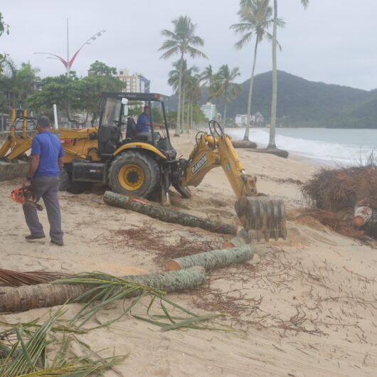 Coqueiro derrubado pela ressaca na praia Martim de Sá é retirado pela Prefeitura