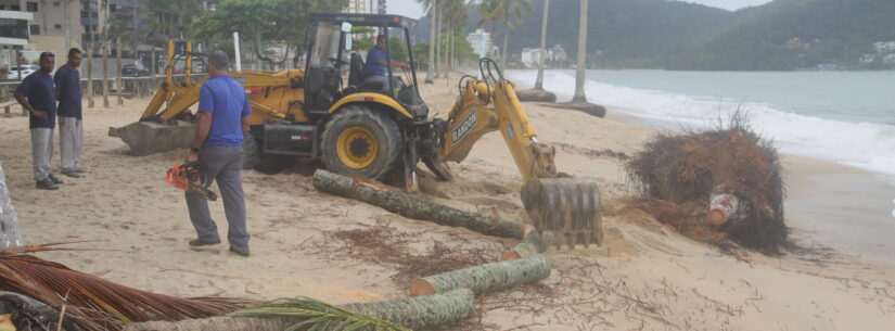 Coqueiro derrubado pela ressaca na praia Martim de Sá é retirado pela Prefeitura