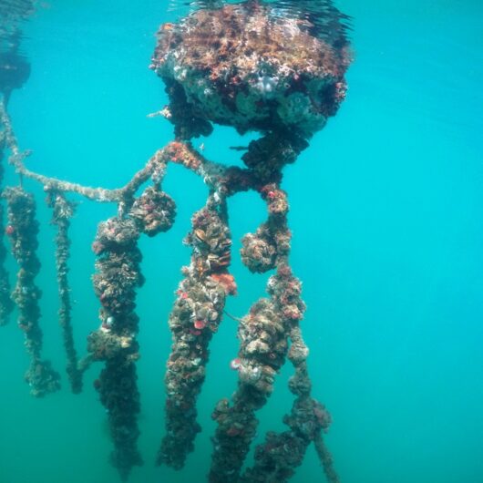 Laudo descarta presença de biotoxinas e Estado libera venda e consumo de mexilhão em Caraguatatuba