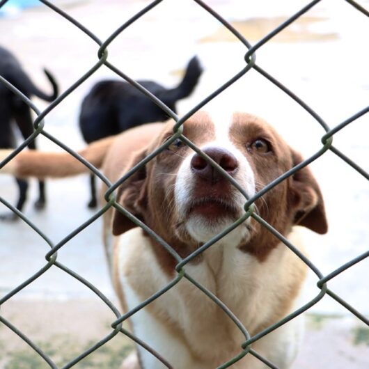 CCZ de Caraguatatuba proporciona novo lar para 99 animais neste ano e cerca de 40 pets seguem para adoção