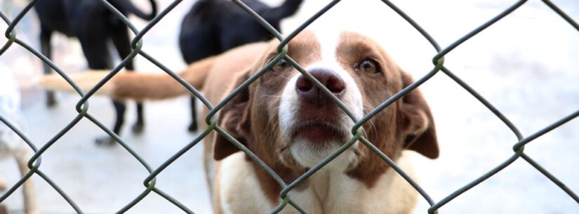 CCZ de Caraguatatuba proporciona novo lar para 99 animais neste ano e cerca de 40 pets seguem para adoção