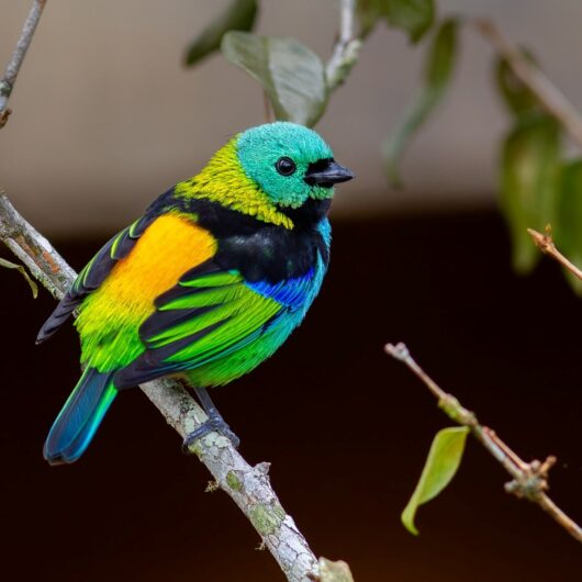 Saíra-sete-cores é escolhida como ave símbolo de Caraguatatuba