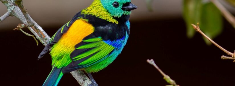 Saíra-sete-cores é escolhida como ave símbolo de Caraguatatuba