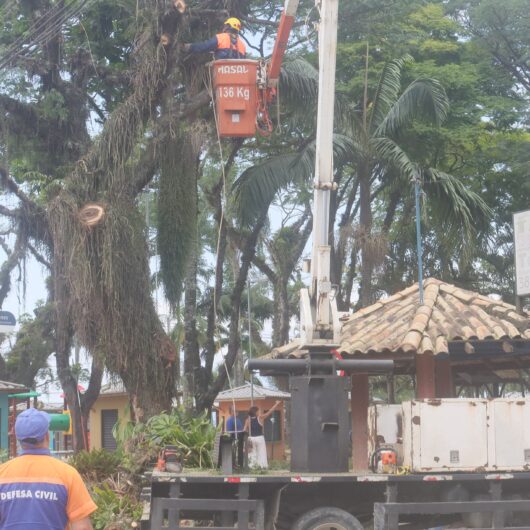 Para segurança dos munícipes, Prefeitura faz poda e supressão de árvores e palmeiras da Praça Diógenes