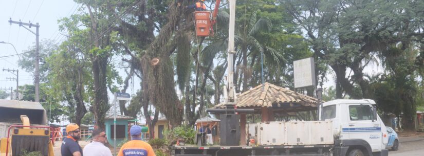 Para segurança dos munícipes, Prefeitura faz poda e supressão de árvores e palmeiras da Praça Diógenes