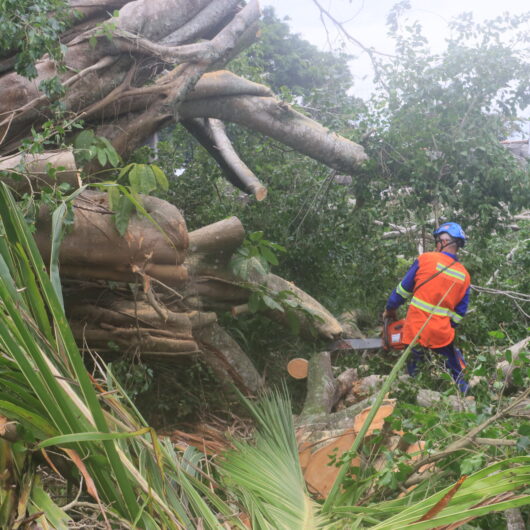 Prefeitura inicia ação para retirada de árvore de grande porte em terreno na região Sul