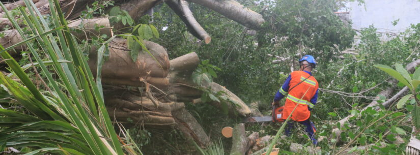 Prefeitura inicia ação para retirada de árvore de grande porte em terreno na região Sul