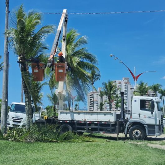 Prefeitura de Caraguatatuba promove limpeza de coqueiros para mais segurança