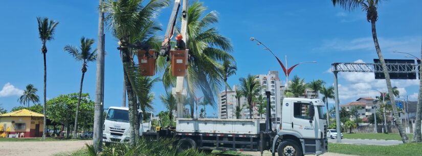 Prefeitura de Caraguatatuba promove limpeza de coqueiros para mais segurança