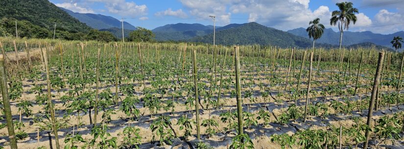 Prefeitura de Caraguatatuba e SENAR/SP promovem curso gratuito de Olericultura Orgânica