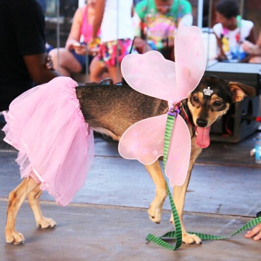 CarnaPet promete muita diversão para os bichinhos na terça-feira de Carnaval