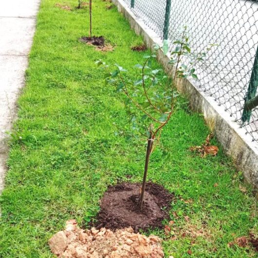 Prefeitura de Caraguatatuba realiza mais de 80 plantios de mudas nativas em projeto de arborização urbana