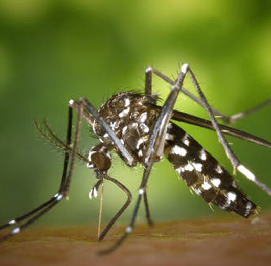 Prefeitura de Caraguatatuba segue Estado e decreta emergência por causa da dengue
