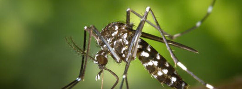 Prefeitura de Caraguatatuba segue Estado e decreta emergência por causa da dengue