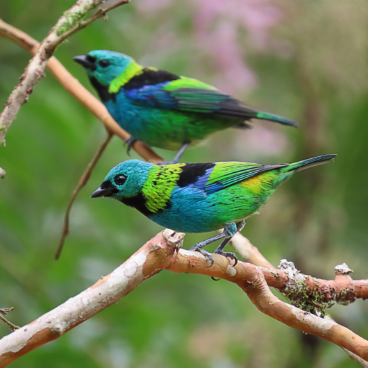 Prefeitura de Caraguatatuba destaca Turismo Ecológico e alinha ações sobre observação de aves