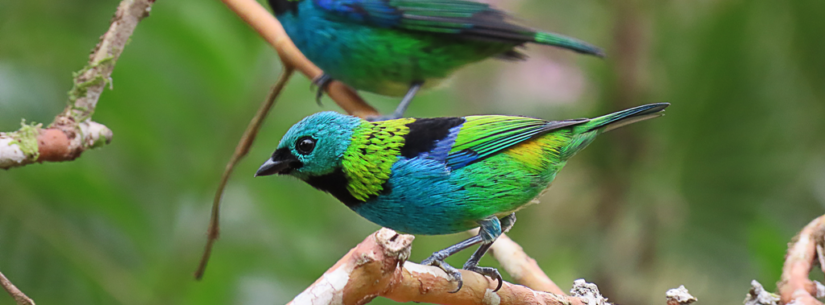Prefeitura de Caraguatatuba destaca Turismo Ecológico e alinha ações sobre observação de aves