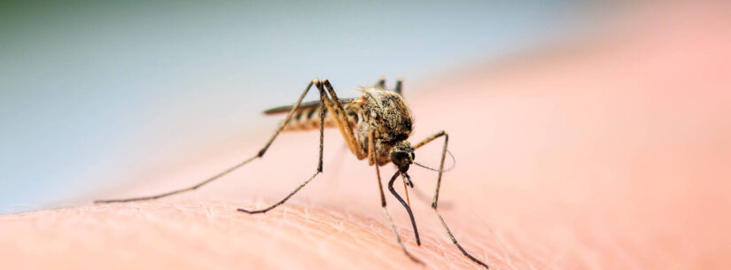 Caraguatatuba investiga três mortes suspeitas por dengue