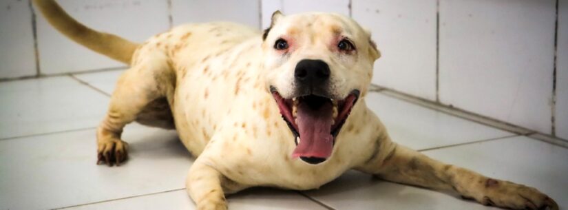 Sábado é dia de Feira de Adoção de Cães e Gatos em Caraguatatuba