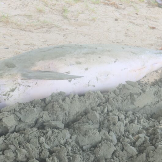 Prefeitura aciona Instituto Argonauta para exames em golfinho que apareceu morto na praia do Centro