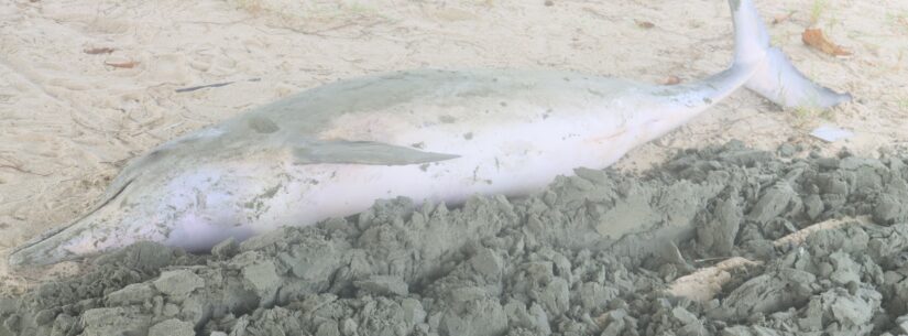 Prefeitura aciona Instituto Argonauta para exames em golfinho que apareceu morto na praia do Centro