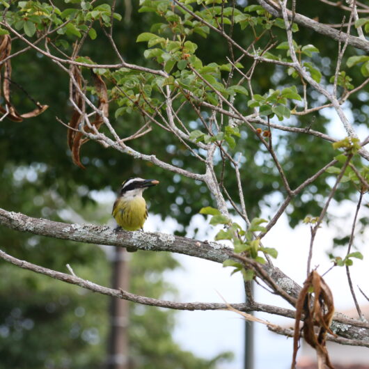 Prefeitura prorroga prazo do Concurso de Fotografia para 'Dia do Observador de Aves' até 1° de maio