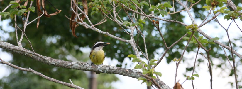 Prefeitura prorroga prazo do Concurso de Fotografia para 'Dia do Observador de Aves' até 1° de maio