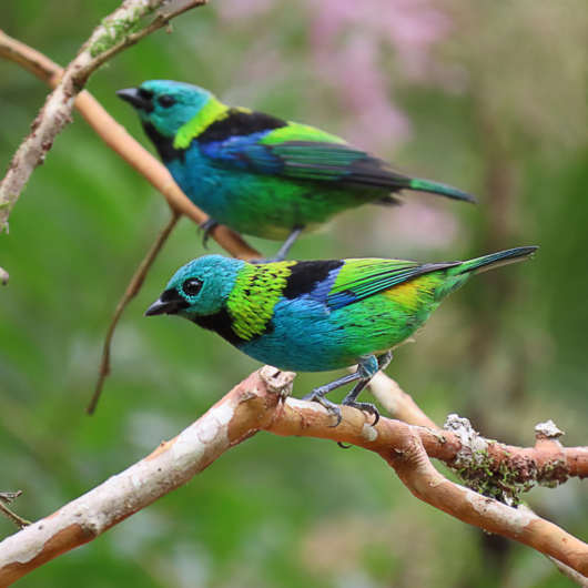 Concurso de Fotografia para o 'Dia do Observador de Aves' encerra nesta sexta-feira