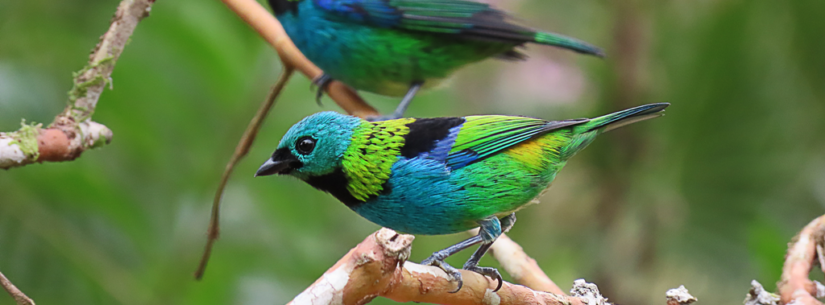 Concurso de Fotografia para o 'Dia do Observador de Aves' encerra nesta sexta-feira