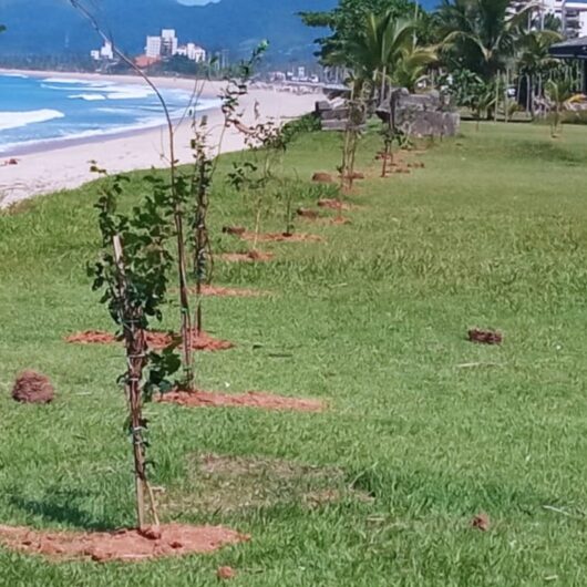 Mais de 90 mudas nativas são plantadas em Caraguatatuba desde o começo do mês