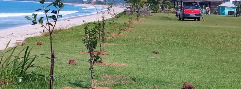 Mais de 90 mudas nativas são plantadas em Caraguatatuba desde o começo do mês