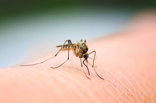 Confirmada uma morte por dengue em Caraguatatuba