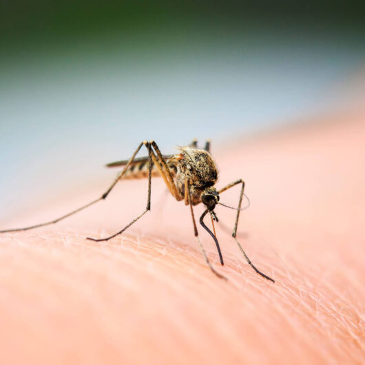 Confirmada uma morte por dengue em Caraguatatuba