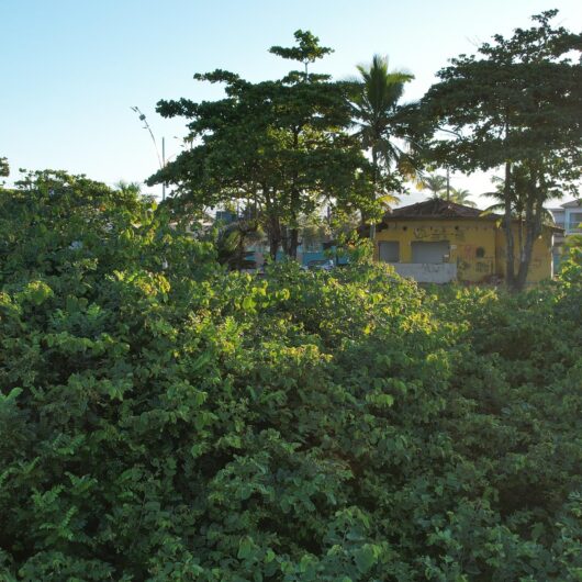 Projeto Restinga de Caraguá: Prefeitura realiza estudos para restaurar vegetação nativa e preservar orla