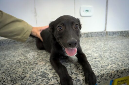 A Feira de Adoção de Cães e Gatos realizada no último sábado (4) proporcionou novos lares para quatro cães abrigados no Centro de Controle de Zoonoses (CCZ) de Caraguatatuba, apreendidos em situação de maus tratos. Pelo menos 43 pessoas passaram pelo Centro para visitar e conhecer os animais disponíveis para adoção. O CCZ reforça que o espaço fica aberto também de segunda a sexta-feira, das 9h às 16h, para os moradores que não puderem comparecer nas feiras de adoção. Os pets que estão para adoção foram resgatados em situações de maus-tratos, por abandono, falta de higiene, falta de alimentação, entre outros motivos. Por isso, ao adotar o pet, a pessoa estará proporcionando uma vida com condições mais adequadas ao animal. No momento da adoção é explicada sobre a posse responsável, quando o adotante assume a responsabilidade e se compromete a cuidar do novo animal de estimação. Os animais são totalmente dóceis e clinicamente saudáveis com vacinação antirrábica e vermifugados. Também são microchipados e aptos a participar do programa de castração. Este processo de adoção garante que o animal será adaptado ao espaço físico e à composição familiar da nova casa. Da mesma forma, é avaliada a capacidade da família em suprir as necessidades do animal e garantir seu bem estar. Serviço: Centro de Controle Zoonoses (CCZ): Rua Ministro Dílson Funaro, 115 – Jardim Britânia – Telefone: 3887-6888.