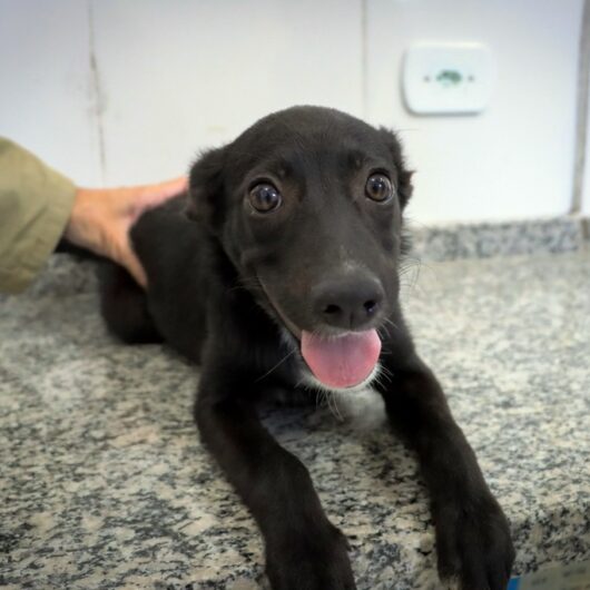 A Feira de Adoção de Cães e Gatos realizada no último sábado (4) proporcionou novos lares para quatro cães abrigados no Centro de Controle de Zoonoses (CCZ) de Caraguatatuba, apreendidos em situação de maus tratos. Pelo menos 43 pessoas passaram pelo Centro para visitar e conhecer os animais disponíveis para adoção. O CCZ reforça que o espaço fica aberto também de segunda a sexta-feira, das 9h às 16h, para os moradores que não puderem comparecer nas feiras de adoção. Os pets que estão para adoção foram resgatados em situações de maus-tratos, por abandono, falta de higiene, falta de alimentação, entre outros motivos. Por isso, ao adotar o pet, a pessoa estará proporcionando uma vida com condições mais adequadas ao animal. No momento da adoção é explicada sobre a posse responsável, quando o adotante assume a responsabilidade e se compromete a cuidar do novo animal de estimação. Os animais são totalmente dóceis e clinicamente saudáveis com vacinação antirrábica e vermifugados. Também são microchipados e aptos a participar do programa de castração. Este processo de adoção garante que o animal será adaptado ao espaço físico e à composição familiar da nova casa. Da mesma forma, é avaliada a capacidade da família em suprir as necessidades do animal e garantir seu bem estar. Serviço: Centro de Controle Zoonoses (CCZ): Rua Ministro Dílson Funaro, 115 – Jardim Britânia – Telefone: 3887-6888.