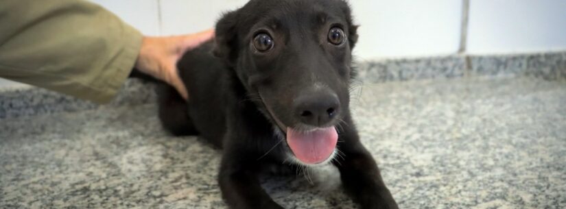 A Feira de Adoção de Cães e Gatos realizada no último sábado (4) proporcionou novos lares para quatro cães abrigados no Centro de Controle de Zoonoses (CCZ) de Caraguatatuba, apreendidos em situação de maus tratos. Pelo menos 43 pessoas passaram pelo Centro para visitar e conhecer os animais disponíveis para adoção. O CCZ reforça que o espaço fica aberto também de segunda a sexta-feira, das 9h às 16h, para os moradores que não puderem comparecer nas feiras de adoção. Os pets que estão para adoção foram resgatados em situações de maus-tratos, por abandono, falta de higiene, falta de alimentação, entre outros motivos. Por isso, ao adotar o pet, a pessoa estará proporcionando uma vida com condições mais adequadas ao animal. No momento da adoção é explicada sobre a posse responsável, quando o adotante assume a responsabilidade e se compromete a cuidar do novo animal de estimação. Os animais são totalmente dóceis e clinicamente saudáveis com vacinação antirrábica e vermifugados. Também são microchipados e aptos a participar do programa de castração. Este processo de adoção garante que o animal será adaptado ao espaço físico e à composição familiar da nova casa. Da mesma forma, é avaliada a capacidade da família em suprir as necessidades do animal e garantir seu bem estar. Serviço: Centro de Controle Zoonoses (CCZ): Rua Ministro Dílson Funaro, 115 – Jardim Britânia – Telefone: 3887-6888.