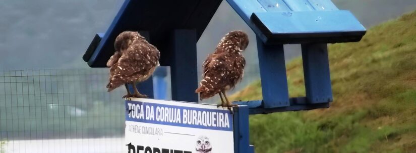 Prefeitura de Caraguatatuba promove atividades especiais para ‘Dia do Observador de Aves’