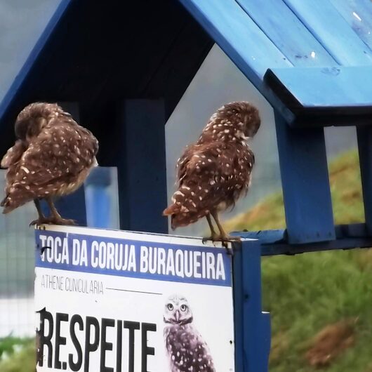 ‘Dia do Observador de Aves’ conta com atividades de observação de aves terrestre e aquáticas
