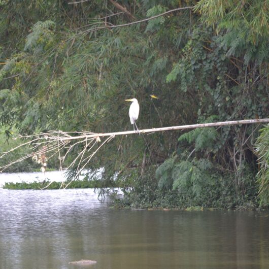 Comemorações do 'Dia do Observador de Aves' em Caraguatatuba encerram com sucesso