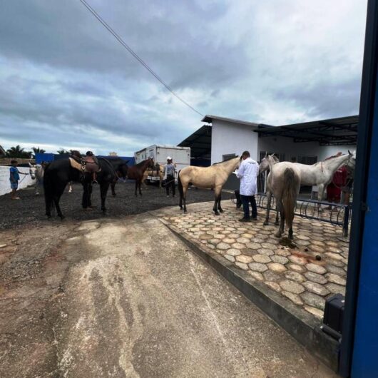 CCZ de Caraguatatuba atende 23 cavalos e feira de adoção possibilita dois animais adotados