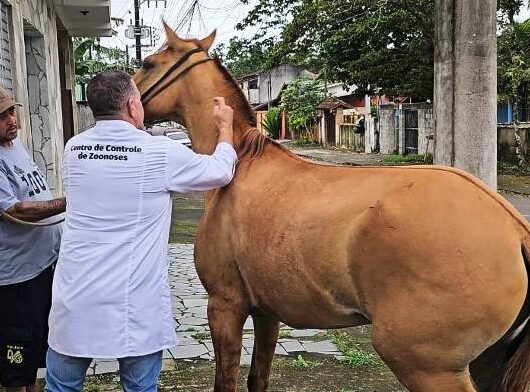 Prefeitura inicia atendimento a animais de grande porte em parceria com Associação de Cavaleiros de Caraguatatuba