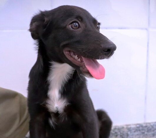 Mais de 30 animais estão disponíveis para adoção neste sábado no CCZ de Caraguatatuba